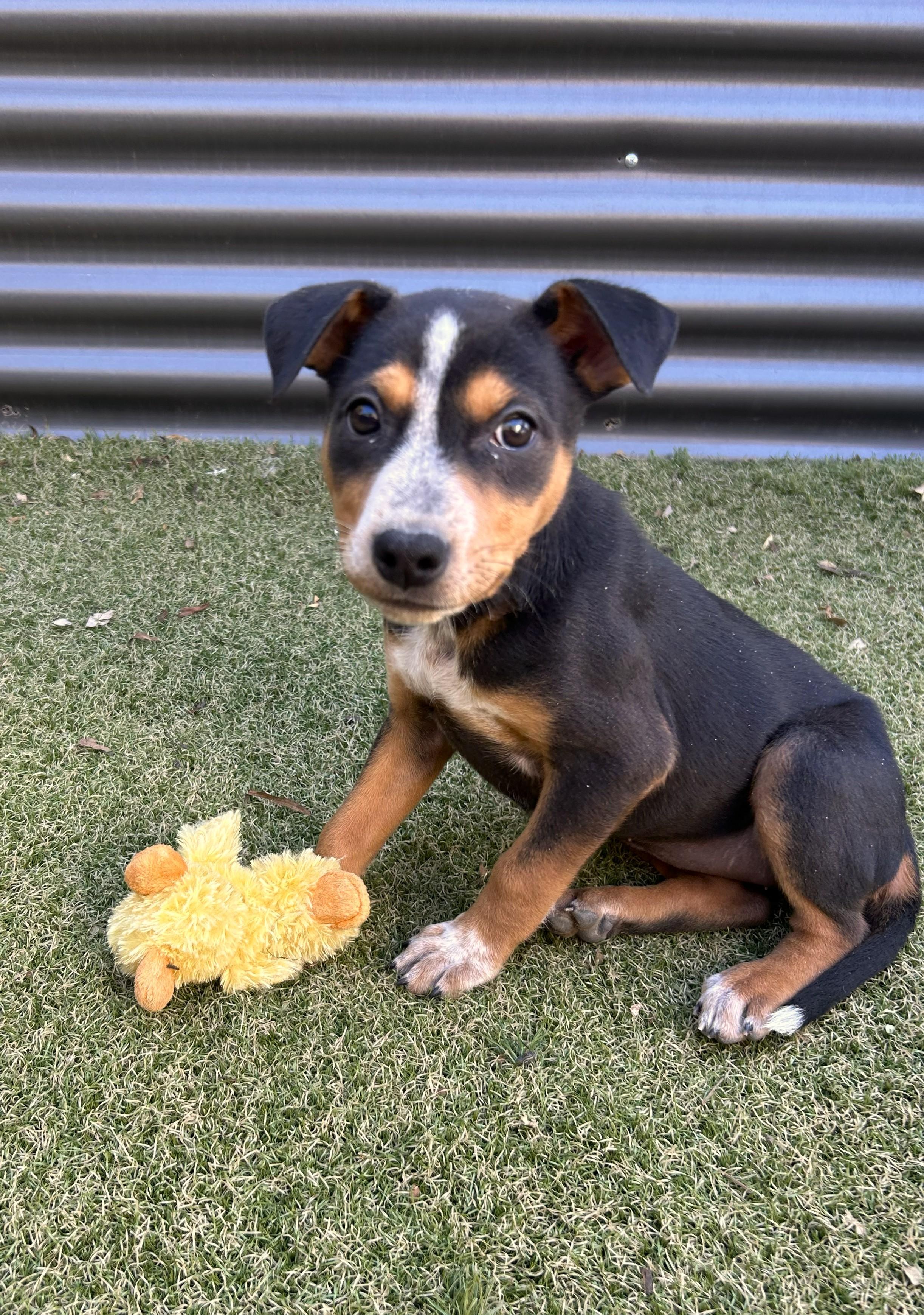 Enlarge Vortex, a ADOPTABLE mixed breed in Apache Junction, AZ image 3/3