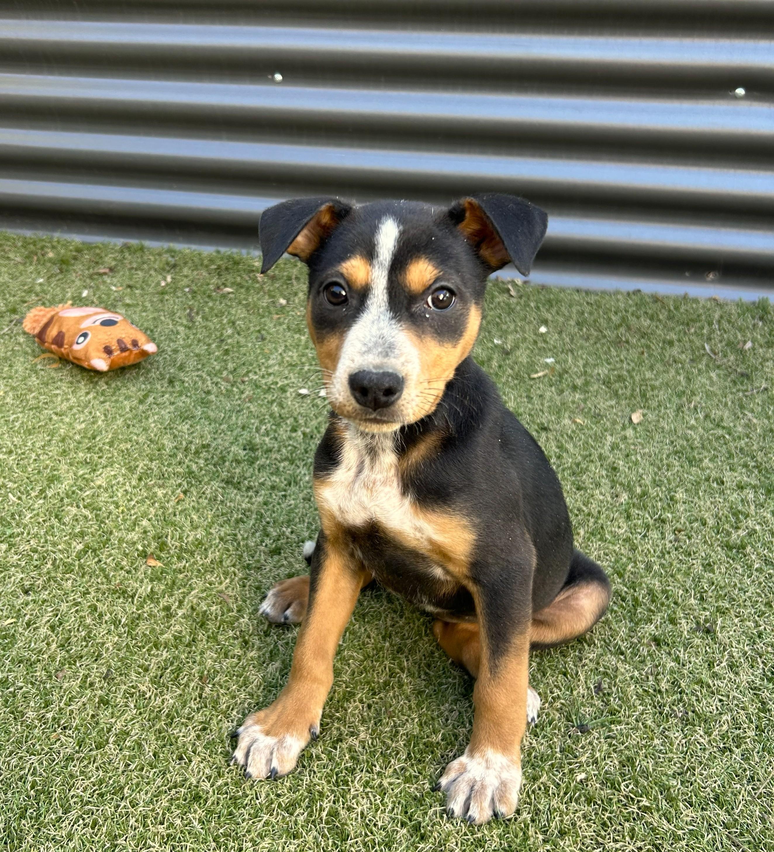 Enlarge Vortex, a ADOPTABLE mixed breed in Apache Junction, AZ image 2/3