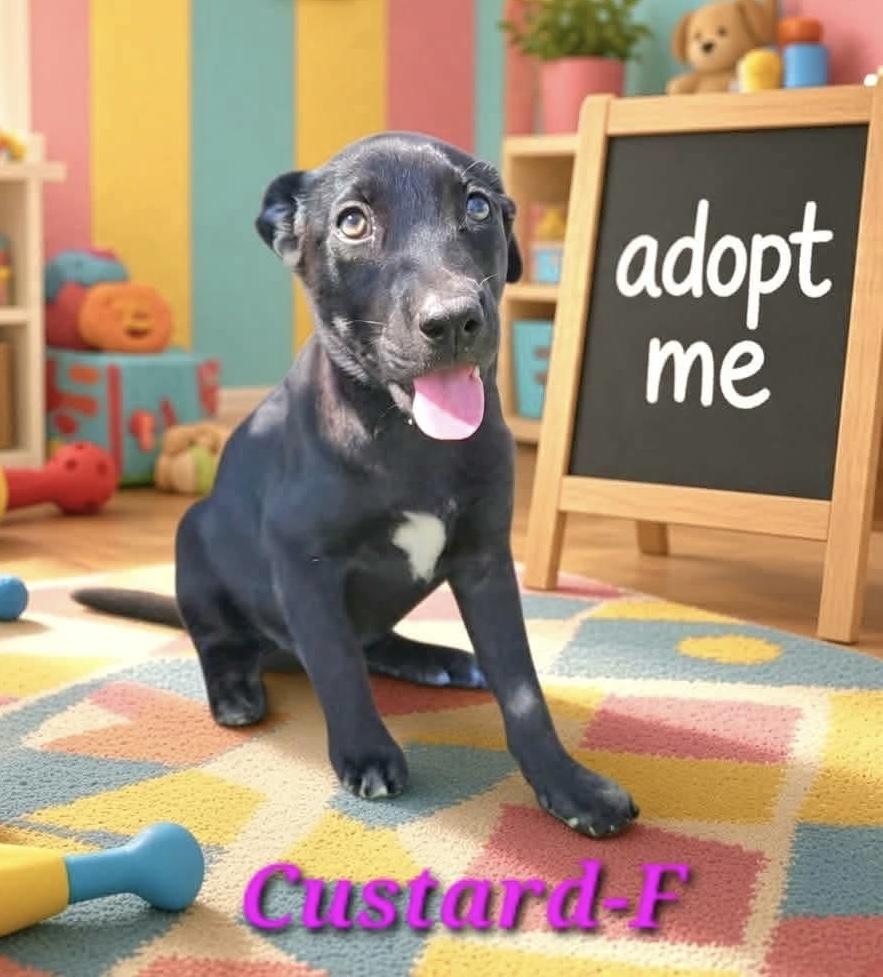 Custard, Adoptable, Puppy Female Australian Shepherd & Labrador Retriever.