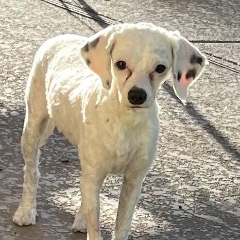 Brielle, a Adoptable mixed breed in Las Vegas, NV image 1/2