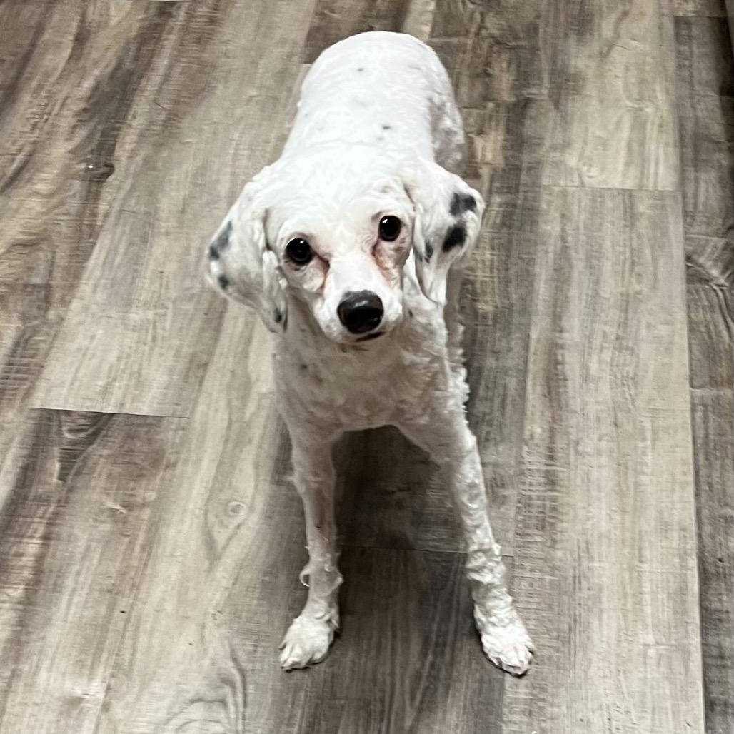 Brielle, a Adoptable mixed breed in Las Vegas, NV image 2/2