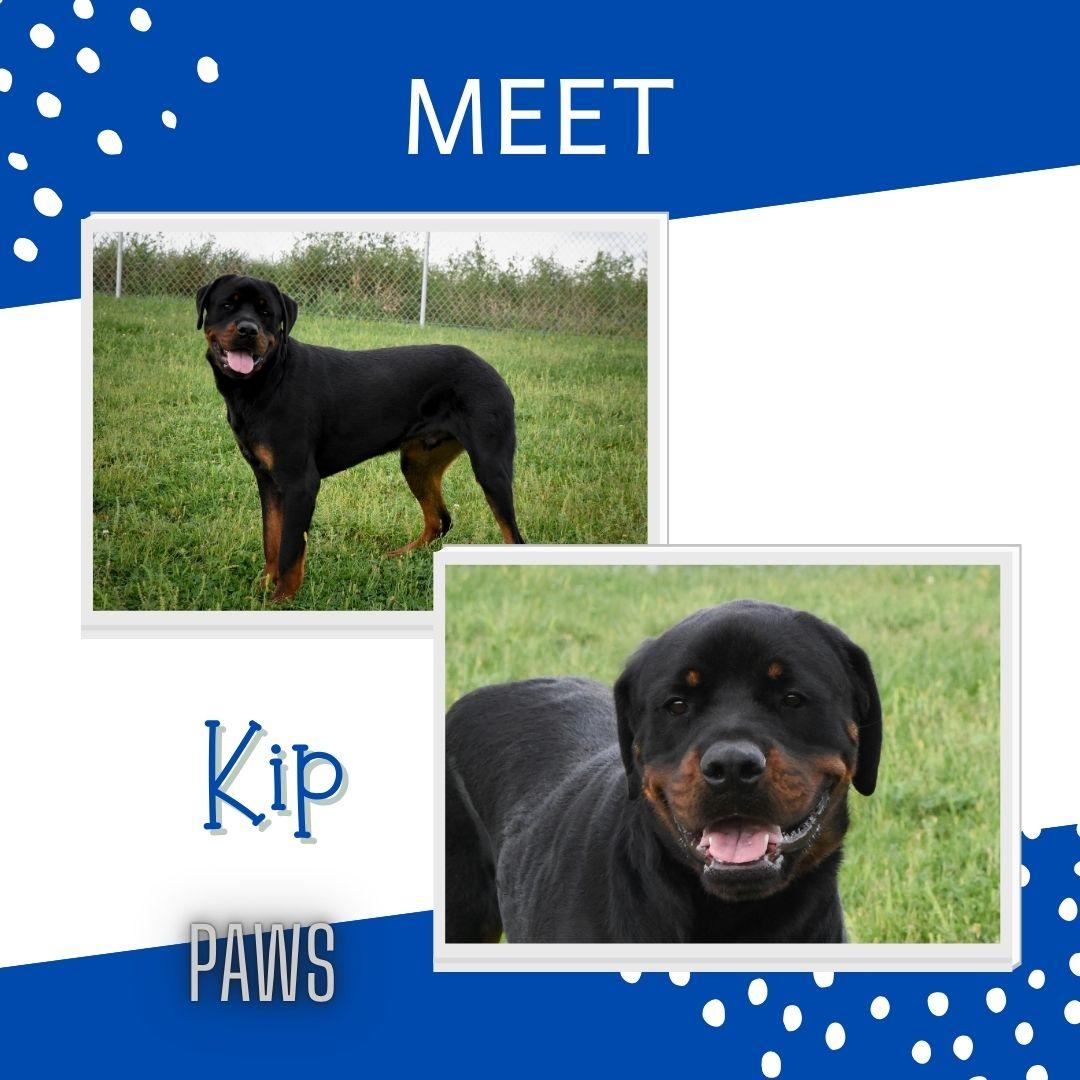 Enlarge Kip, a Adopted mixed breed in Jefferson, IA image 1/3