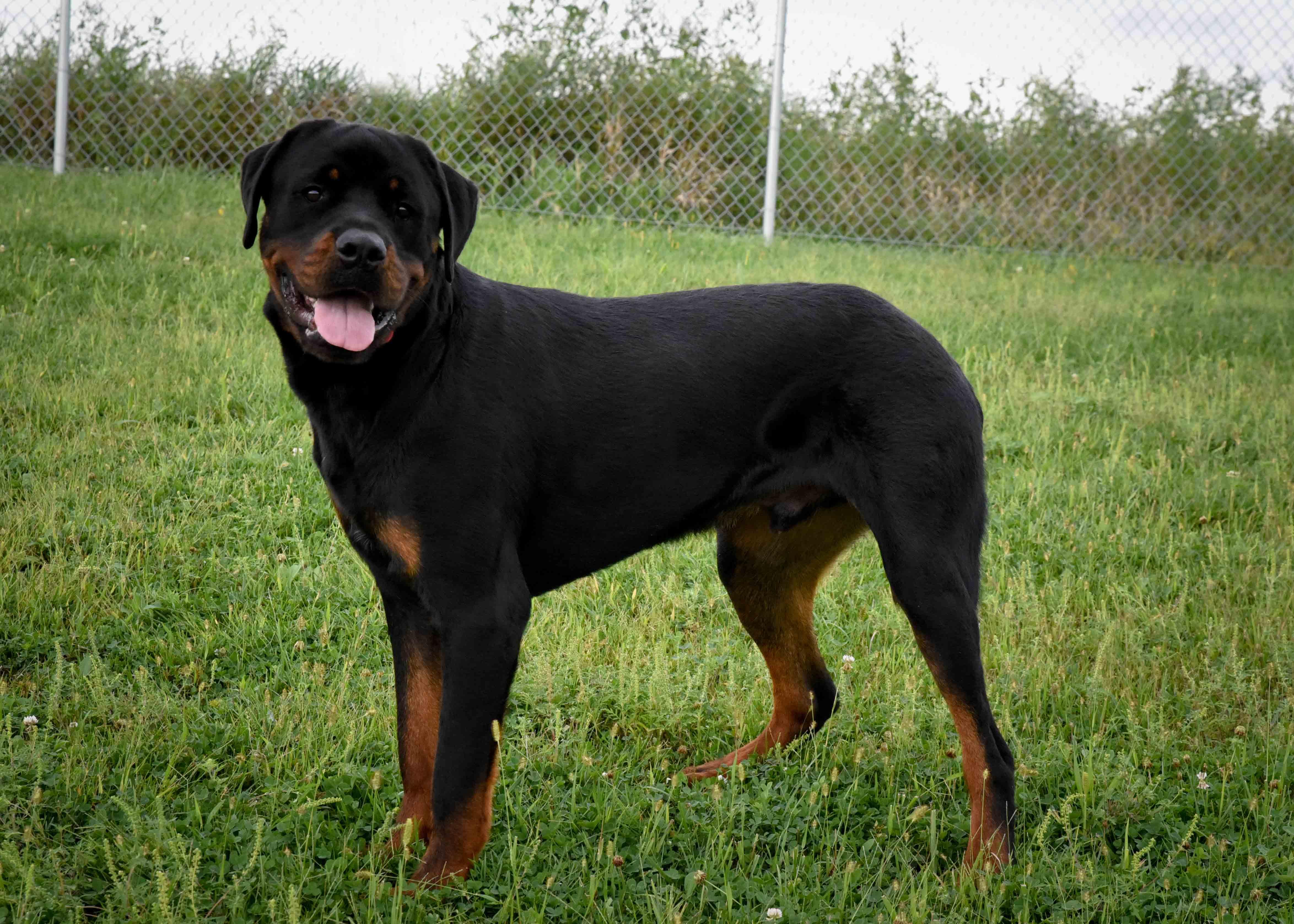 Enlarge Kip, a Adopted mixed breed in Jefferson, IA image 3/3
