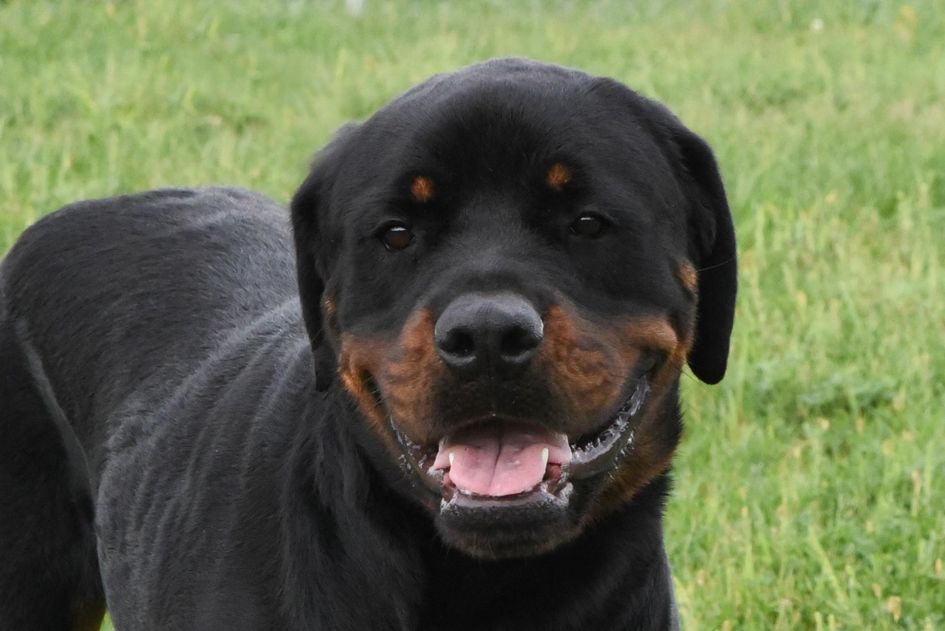 Enlarge Kip, a Adopted mixed breed in Jefferson, IA image 2/3