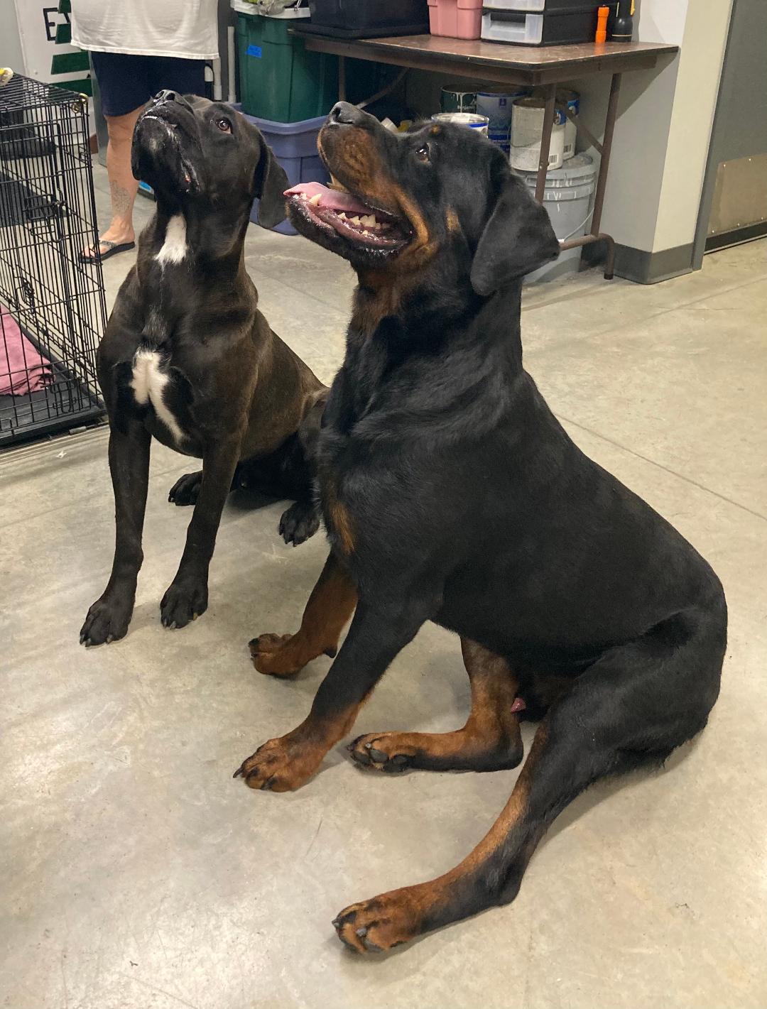 Kip, ADOPTABLE, Adult Male Rottweiler.