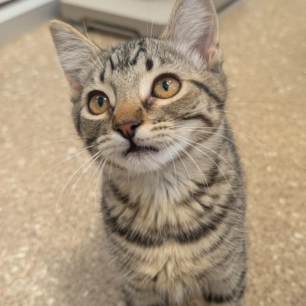 Frankie, Adoptable, Kitten Female Domestic Short Hair.