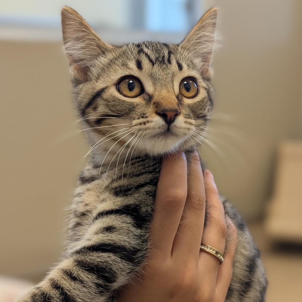 Frankie, a Adoptable Domestic Short Hair in Sonoma, CA image 2/3