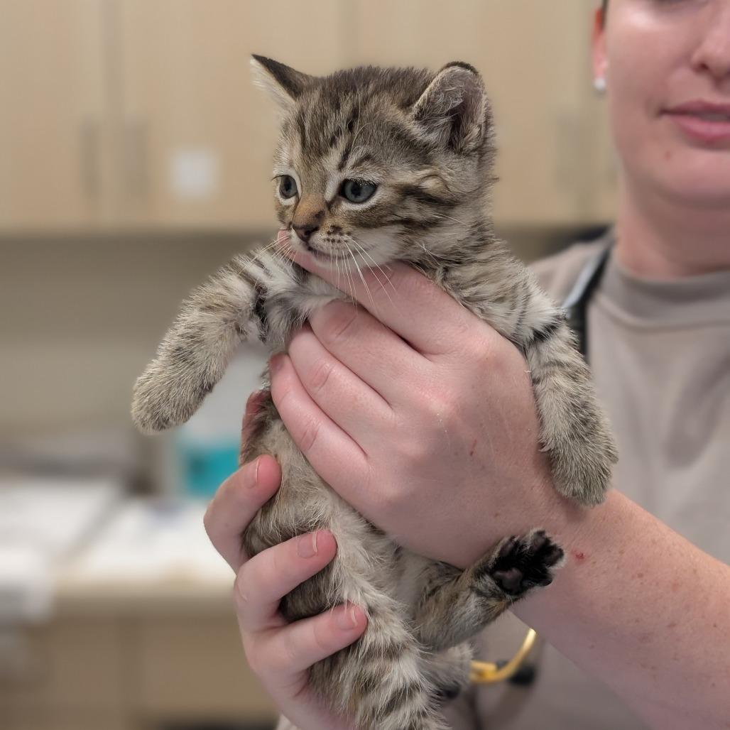 Frankie, a Adoptable Domestic Short Hair in Sonoma, CA image 3/3