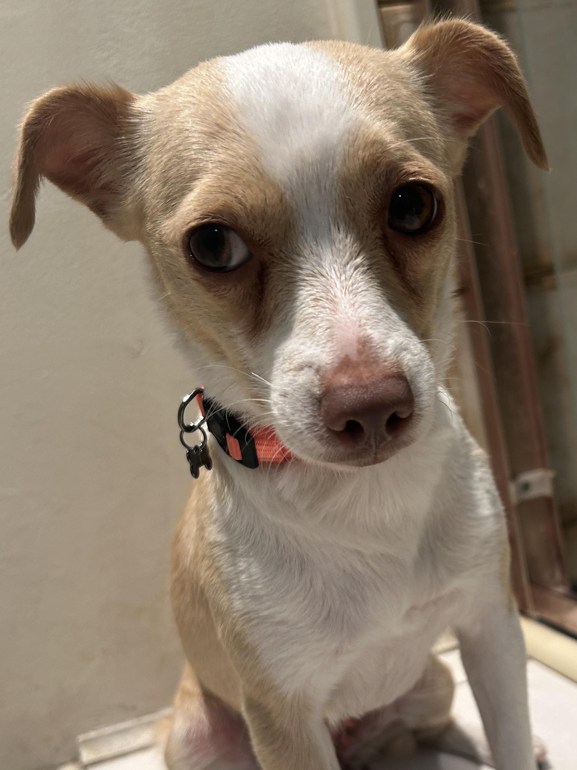 Enlarge BETTY , a ADOPTABLE Chihuahua in El Cajon, CA image 3/6