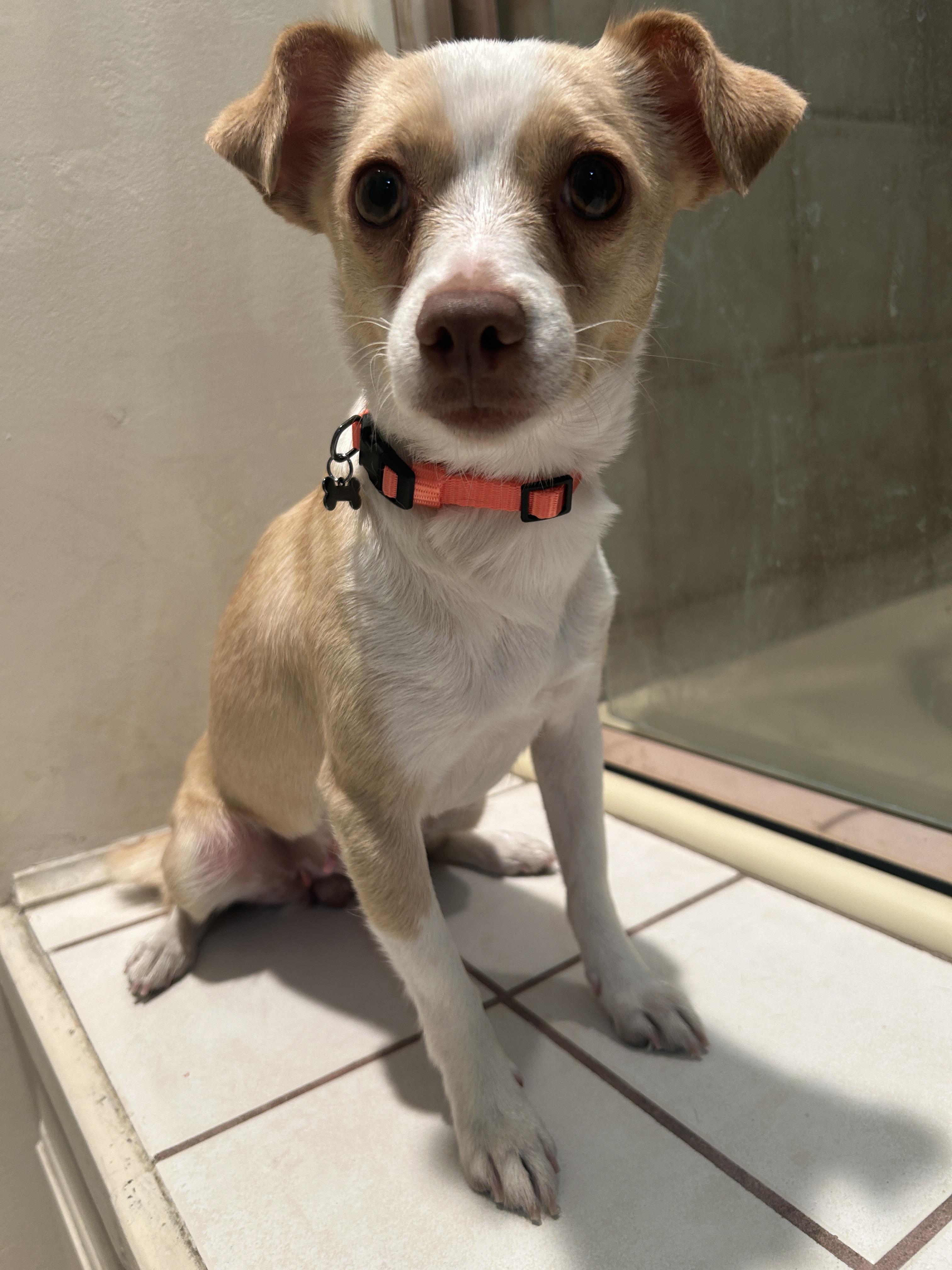 Enlarge BETTY , a ADOPTABLE Chihuahua in El Cajon, CA image 4/6
