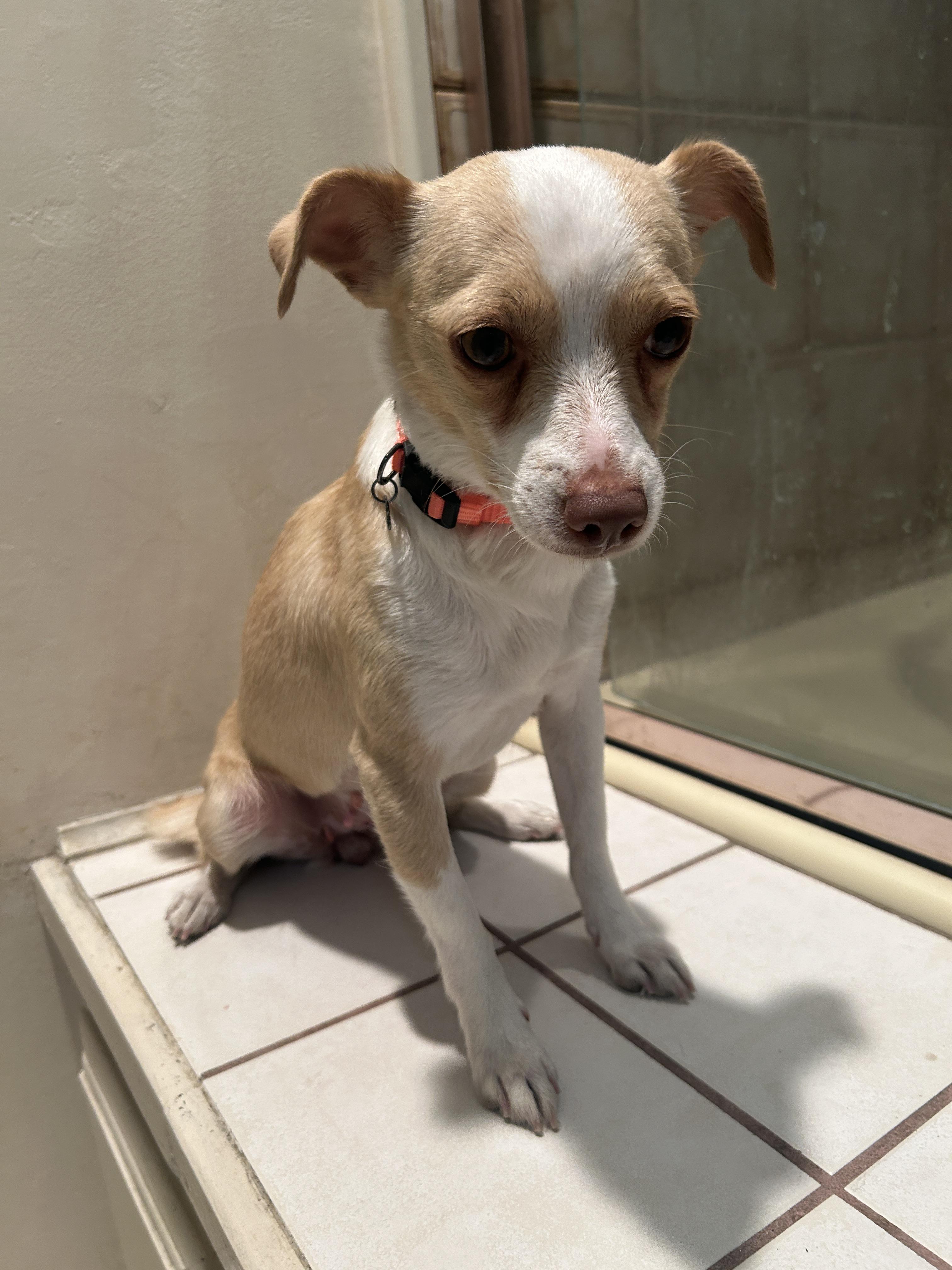 Enlarge BETTY , a ADOPTABLE Chihuahua in El Cajon, CA image 2/6