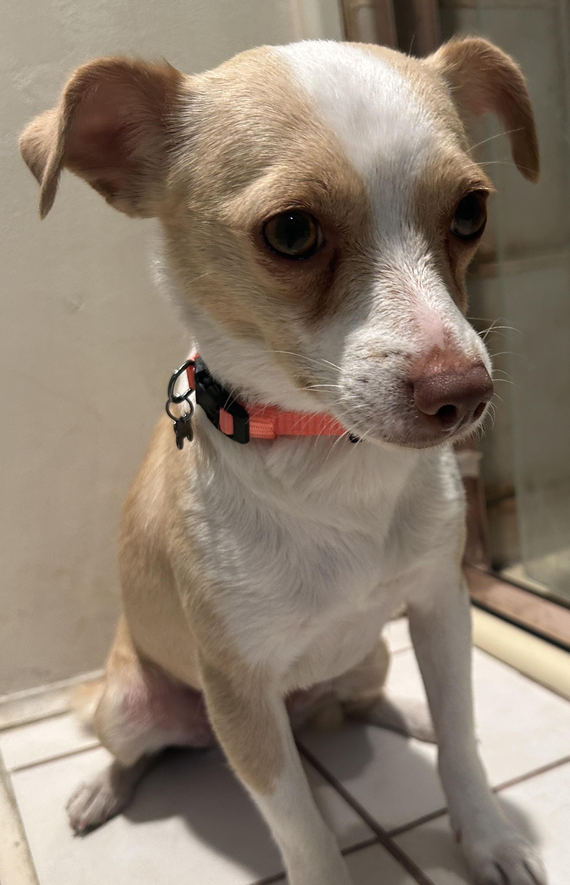 Enlarge BETTY , a ADOPTABLE Chihuahua in El Cajon, CA image 6/6