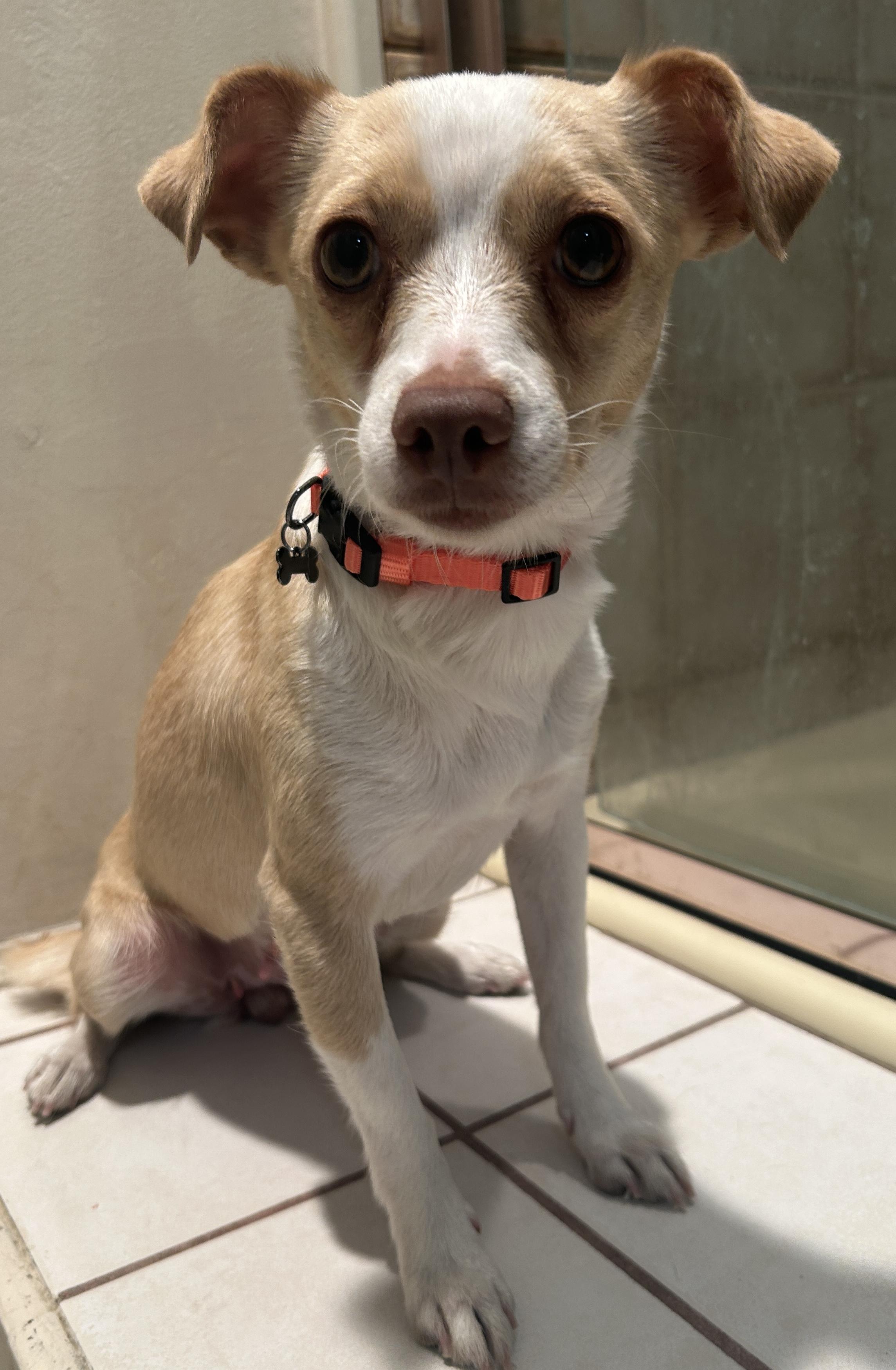 BETTY , ADOPTABLE, Adult Female Chihuahua.