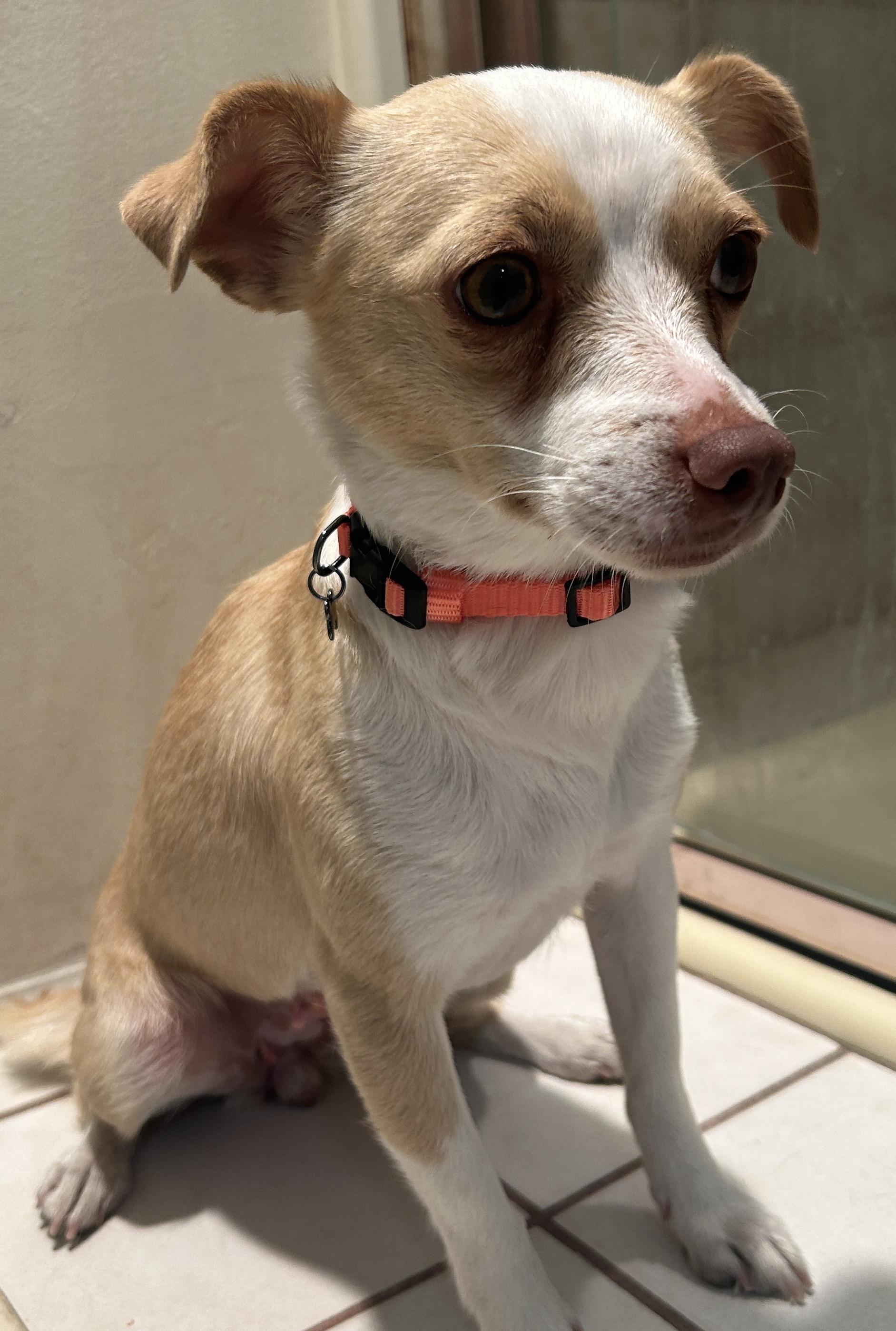 Enlarge BETTY , a ADOPTABLE Chihuahua in El Cajon, CA image 5/6