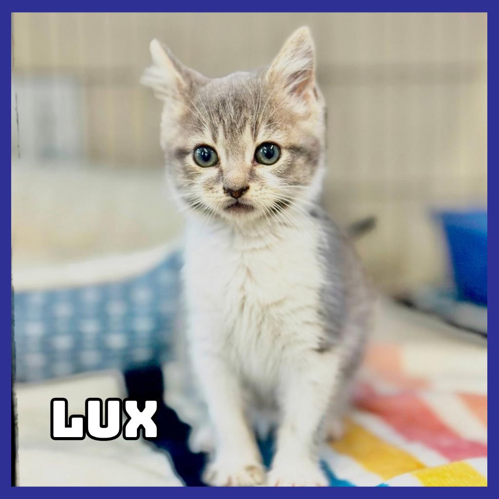 Lux, Adoptable, Kitten Male Domestic Short Hair.