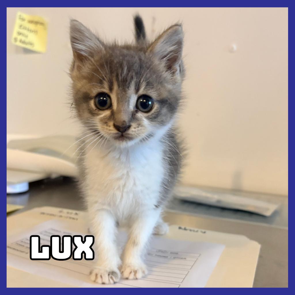 Lux, Adoptable, Kitten Male Domestic Short Hair.