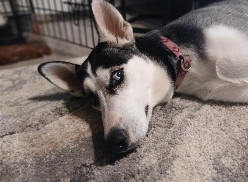 Lucy, Adopted, Young Female Siberian Husky.