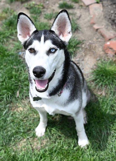 Enlarge Lucy, a Adopted mixed breed in Hostetter , PA image 2/3