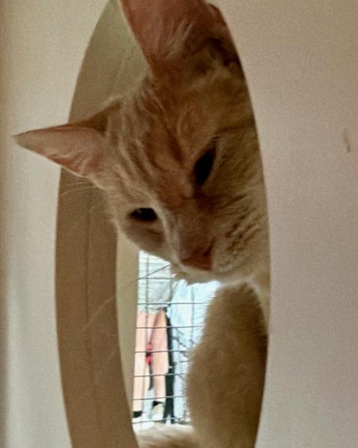 Enlarge DAVID COPPERFIELD, an adopted Tabby in Lake Ozark, MO image 2/5