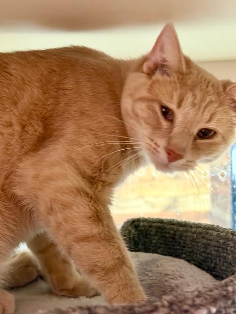Enlarge DAVID COPPERFIELD, an adopted Tabby in Lake Ozark, MO image 3/5