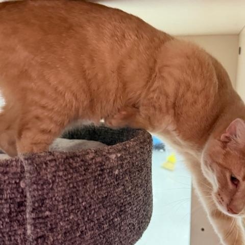 Enlarge DAVID COPPERFIELD, an adopted Tabby in Lake Ozark, MO image 4/5