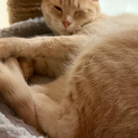 Enlarge DAVID COPPERFIELD, an adopted Tabby in Lake Ozark, MO image 5/5