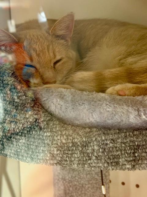 Enlarge DAVID COPPERFIELD, an adopted Tabby in Lake Ozark, MO image 1/5