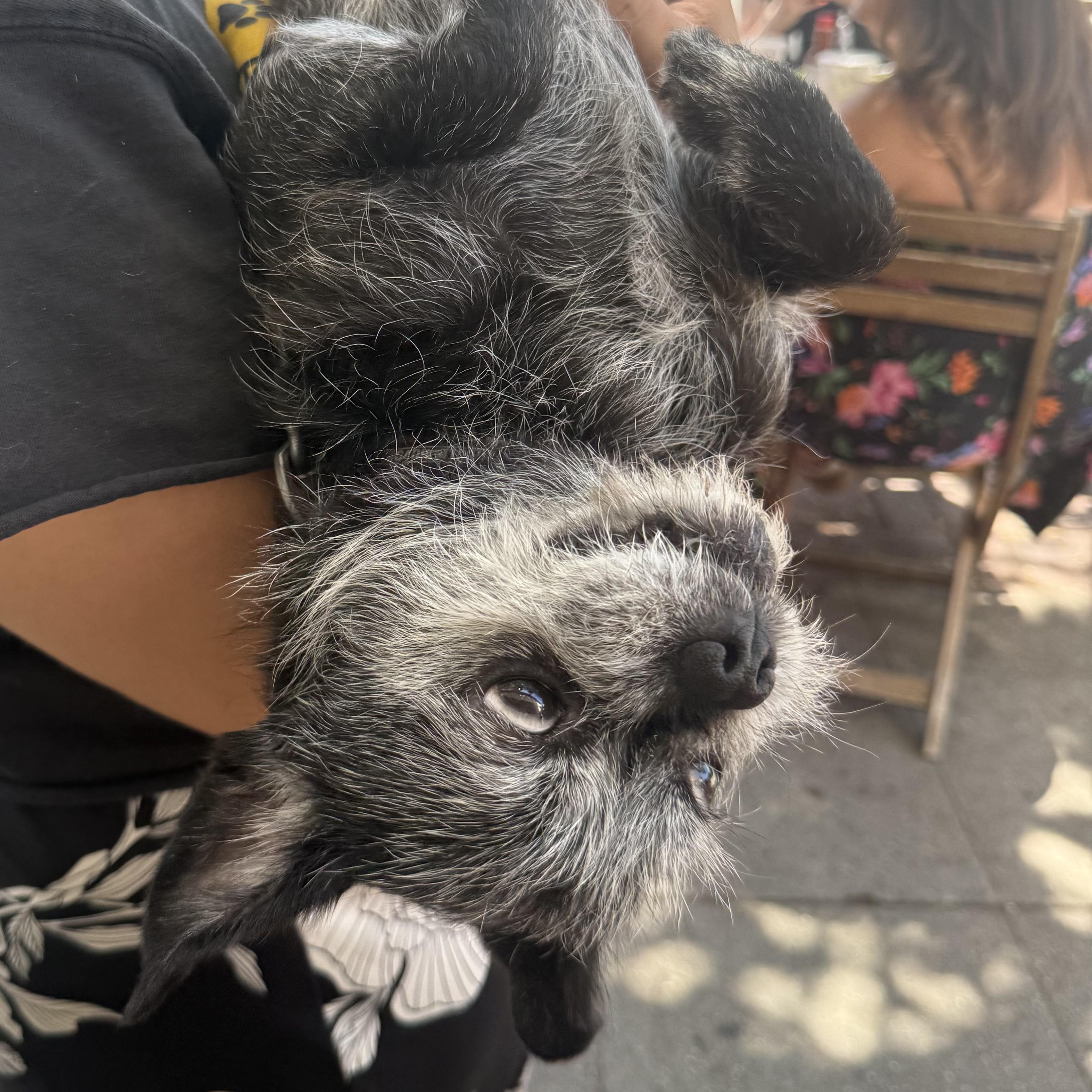 Enlarge Roxie, a Adopted mixed breed in Westlake Village, CA image 5/6