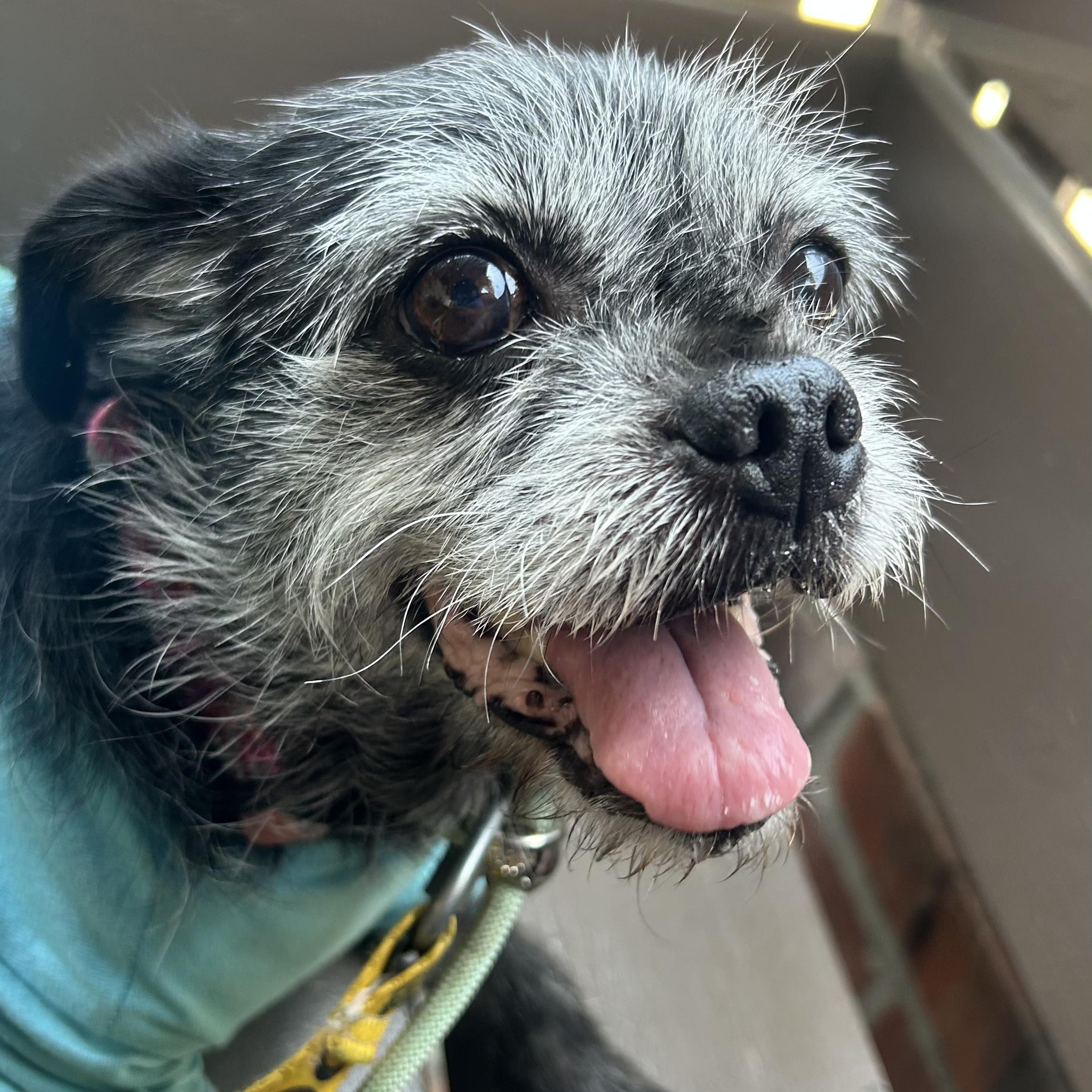 Enlarge Roxie, a Adopted mixed breed in Westlake Village, CA image 3/6