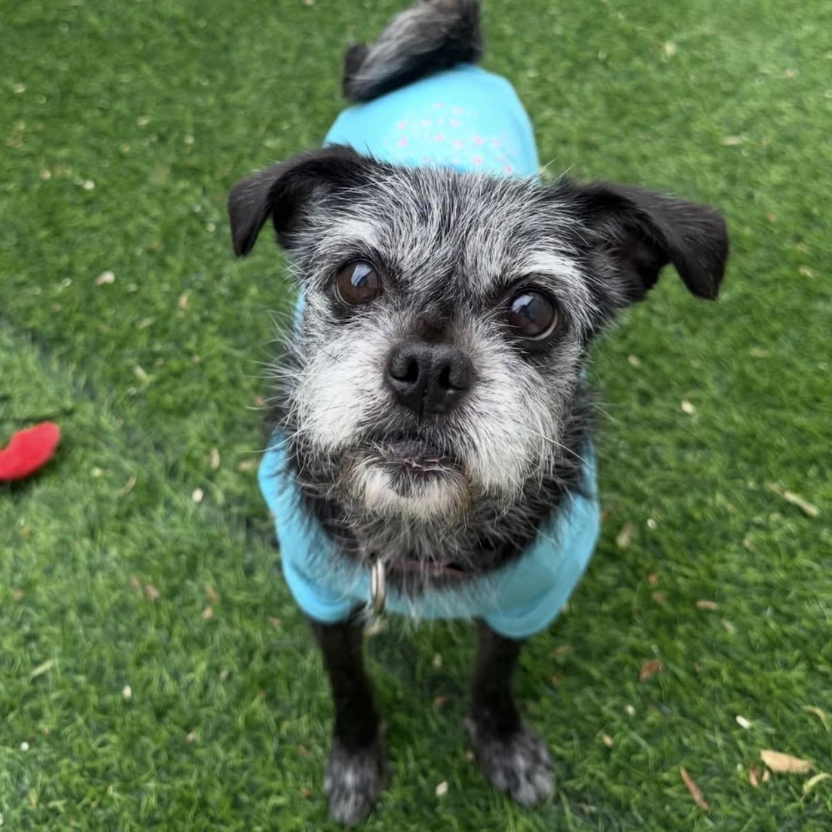 Roxie, Adopted, Adult Female Border Terrier & Pug.