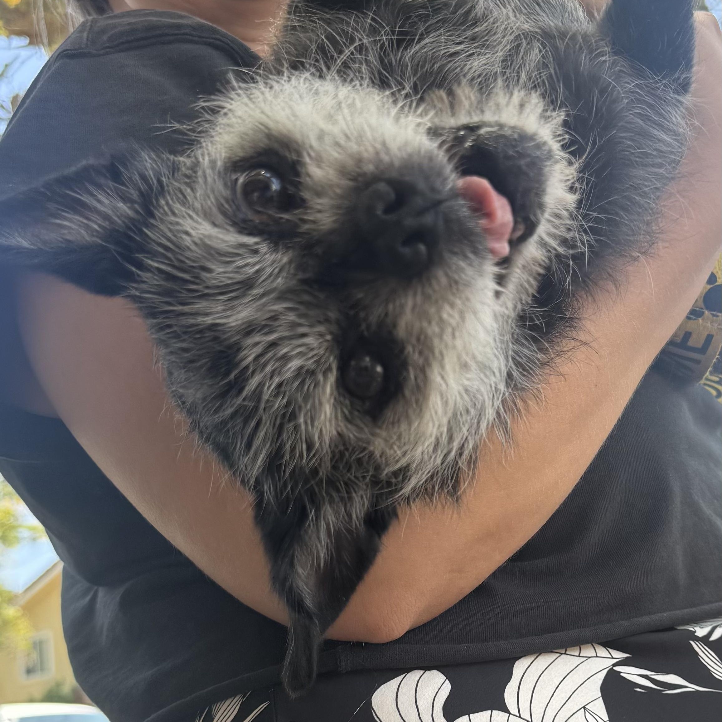 Enlarge Roxie, a Adopted mixed breed in Westlake Village, CA image 4/6