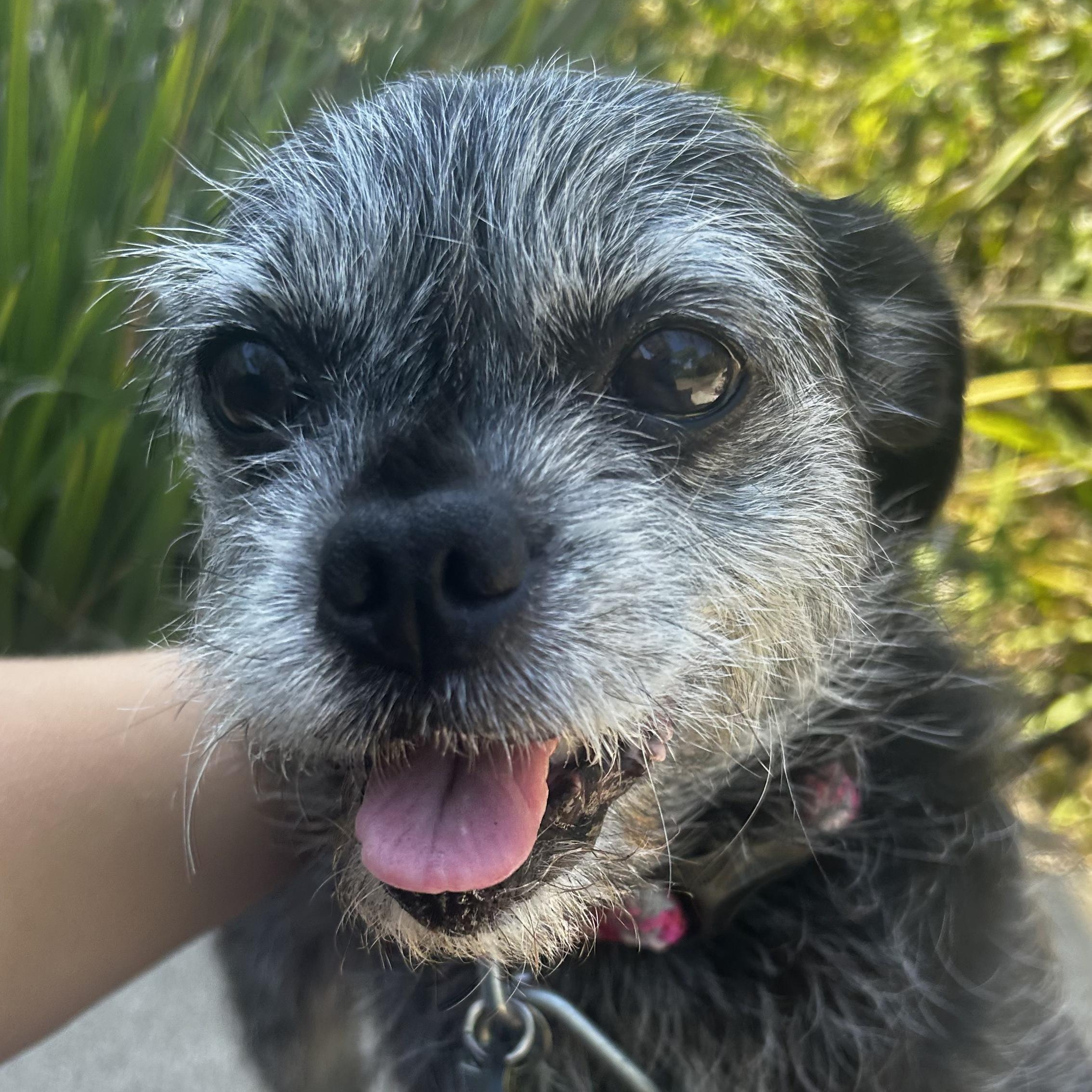 Enlarge Roxie, a Adopted mixed breed in Westlake Village, CA image 2/6