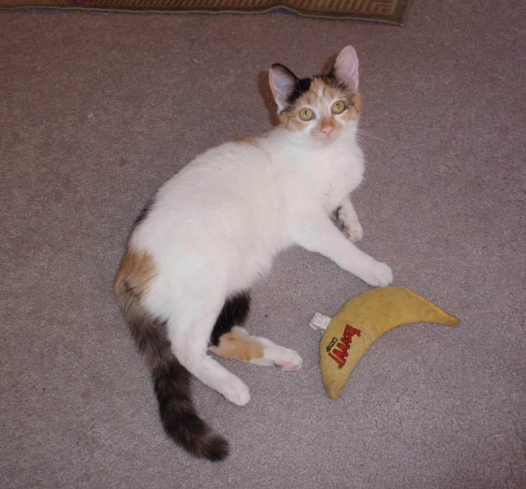 Enlarge Freya, an adopted Calico in Delta, CO image 5/6