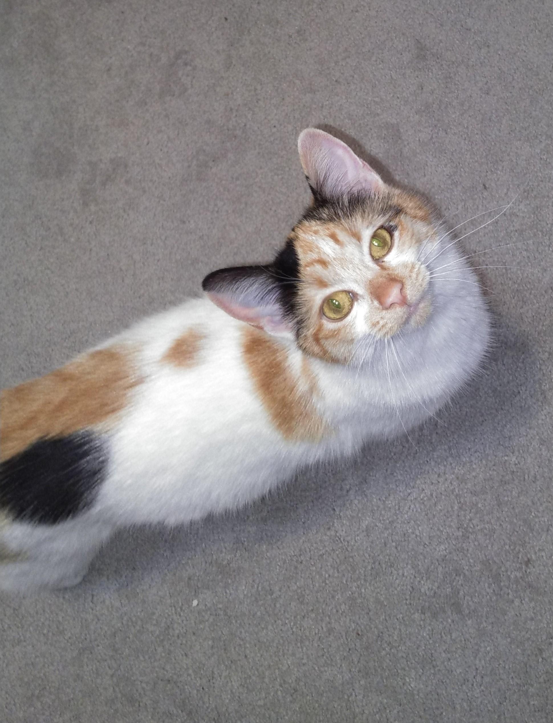 Enlarge Freya, an adopted Calico in Delta, CO image 3/6