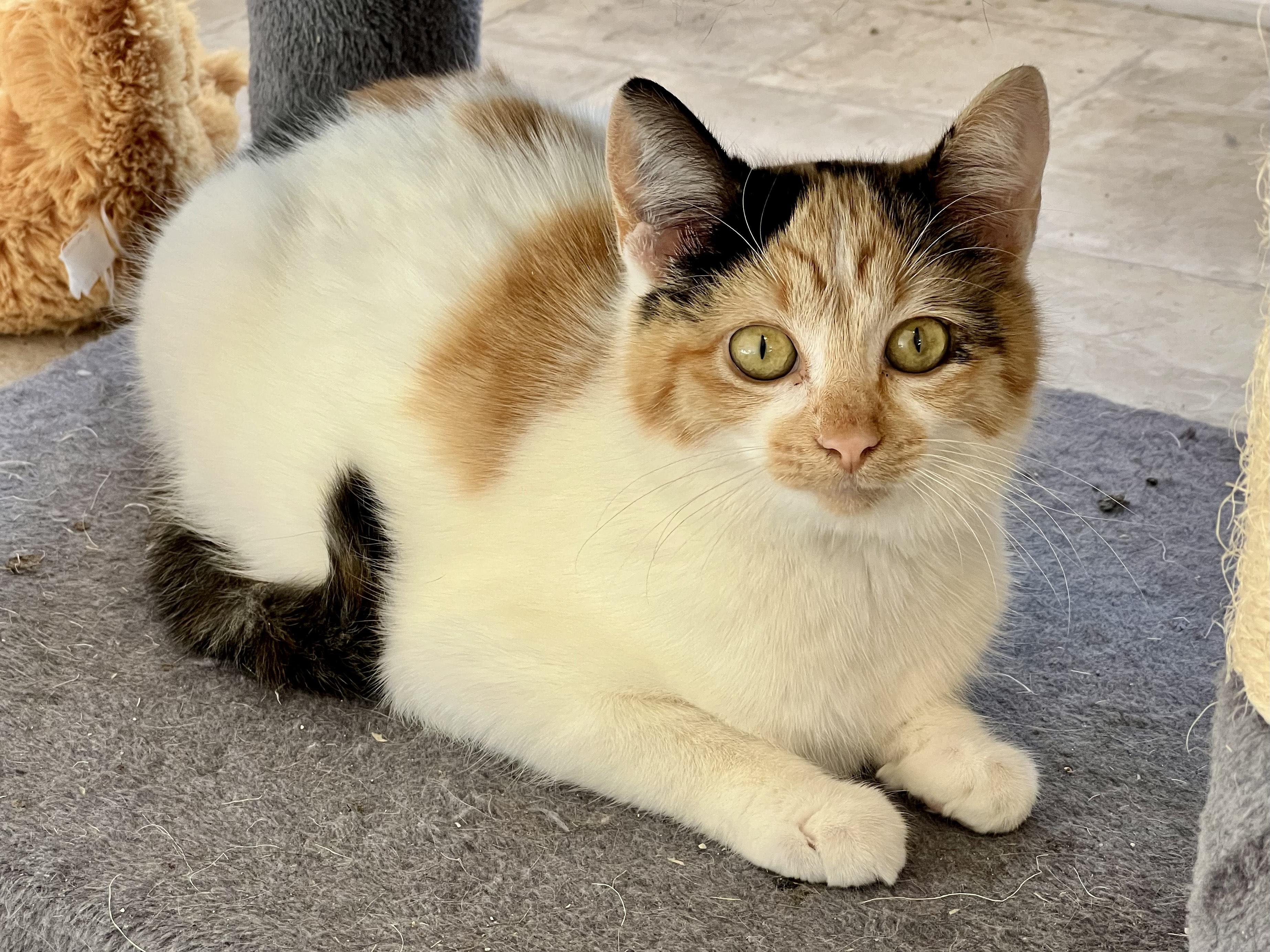 Enlarge Freya, an adopted Calico in Delta, CO image 6/6