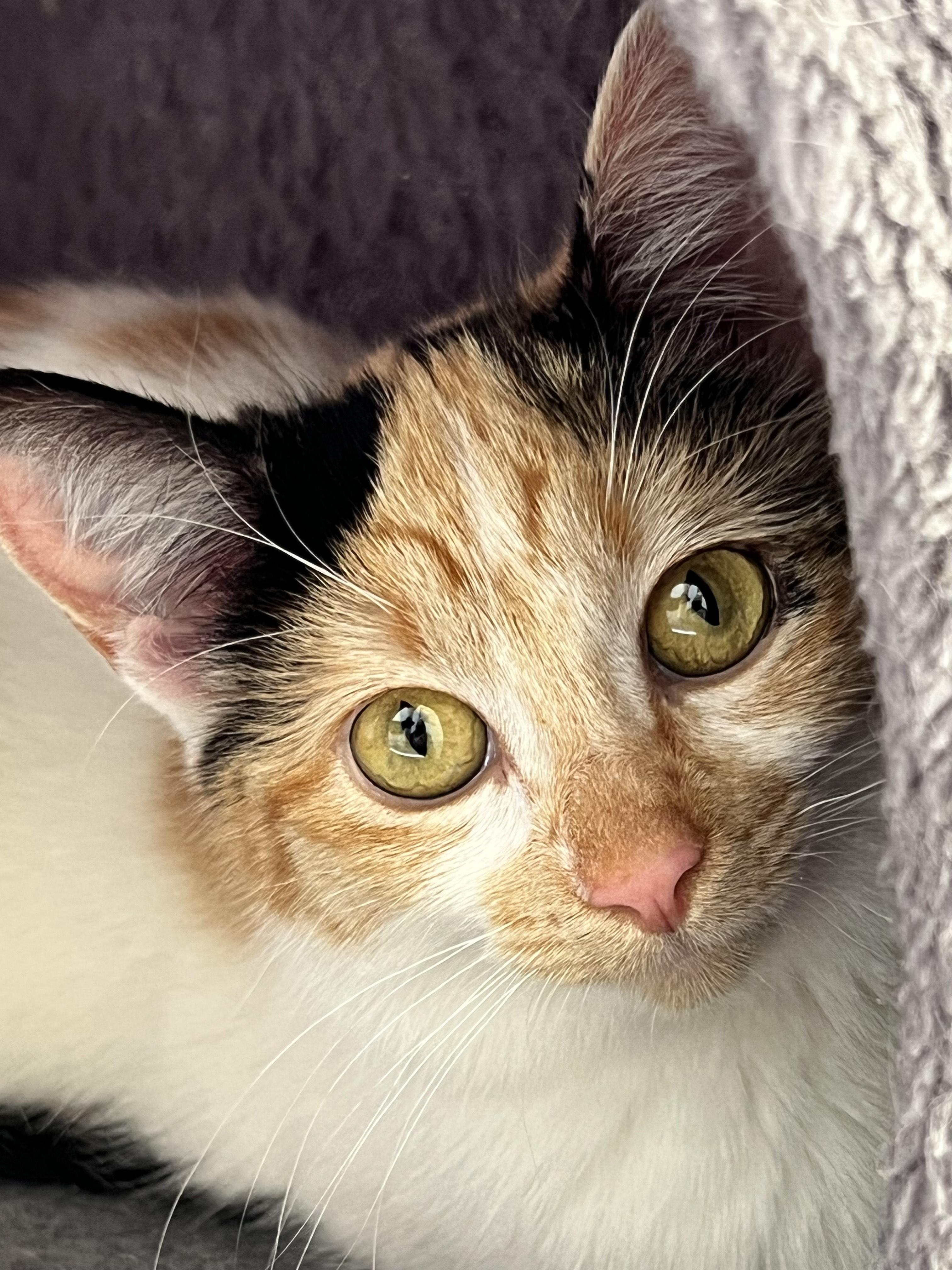 Enlarge Freya, an adopted Calico in Delta, CO image 2/6