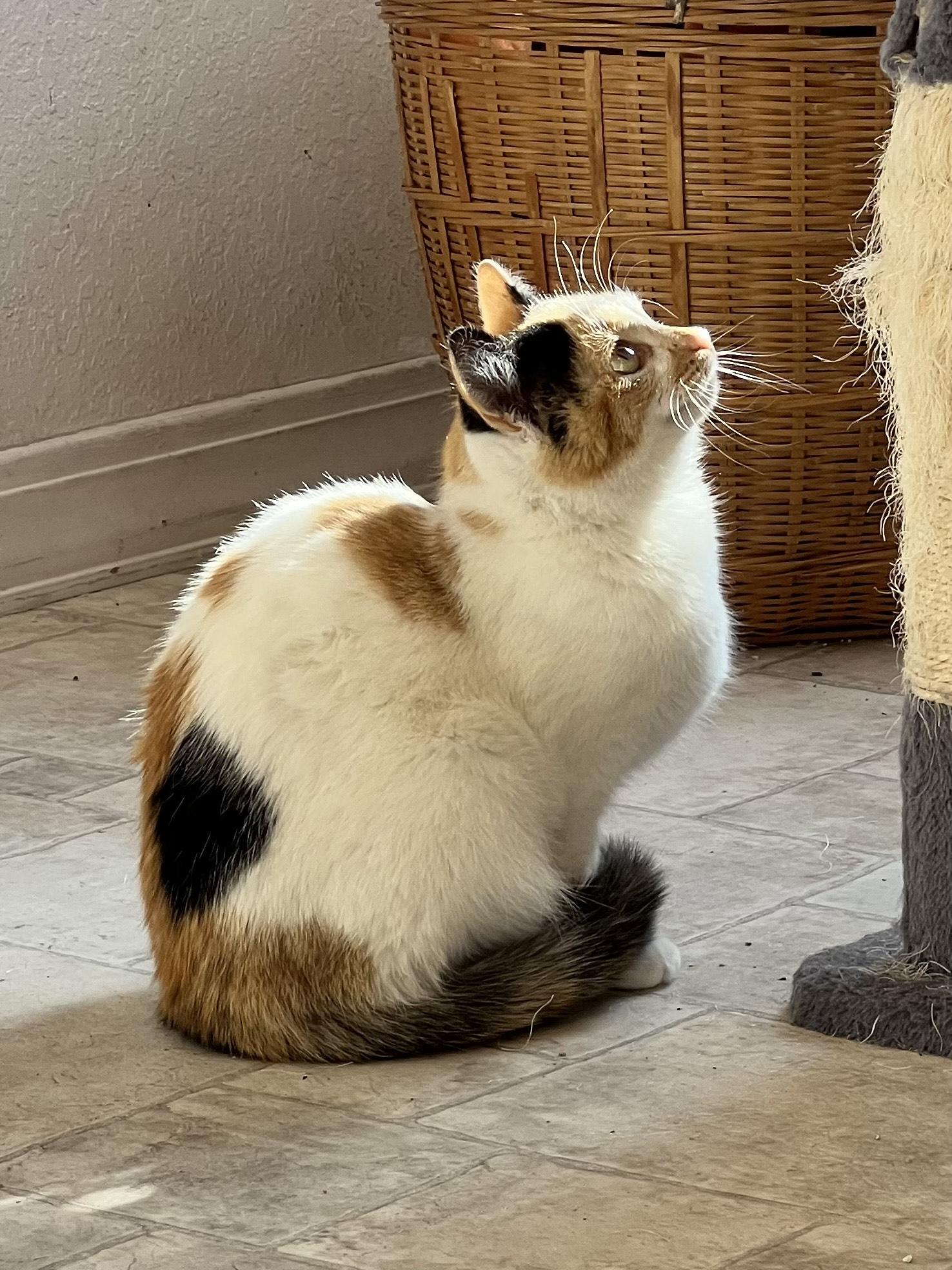 Enlarge Freya, an adopted Calico in Delta, CO image 1/6