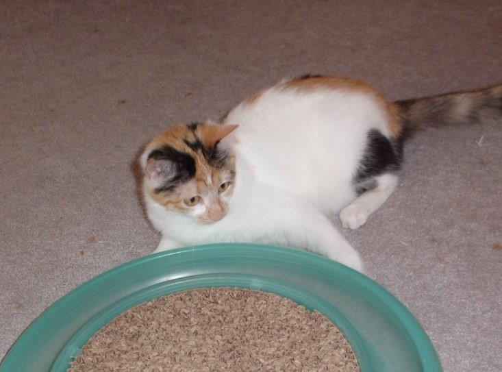 Enlarge Freya, an adopted Calico in Delta, CO image 4/6
