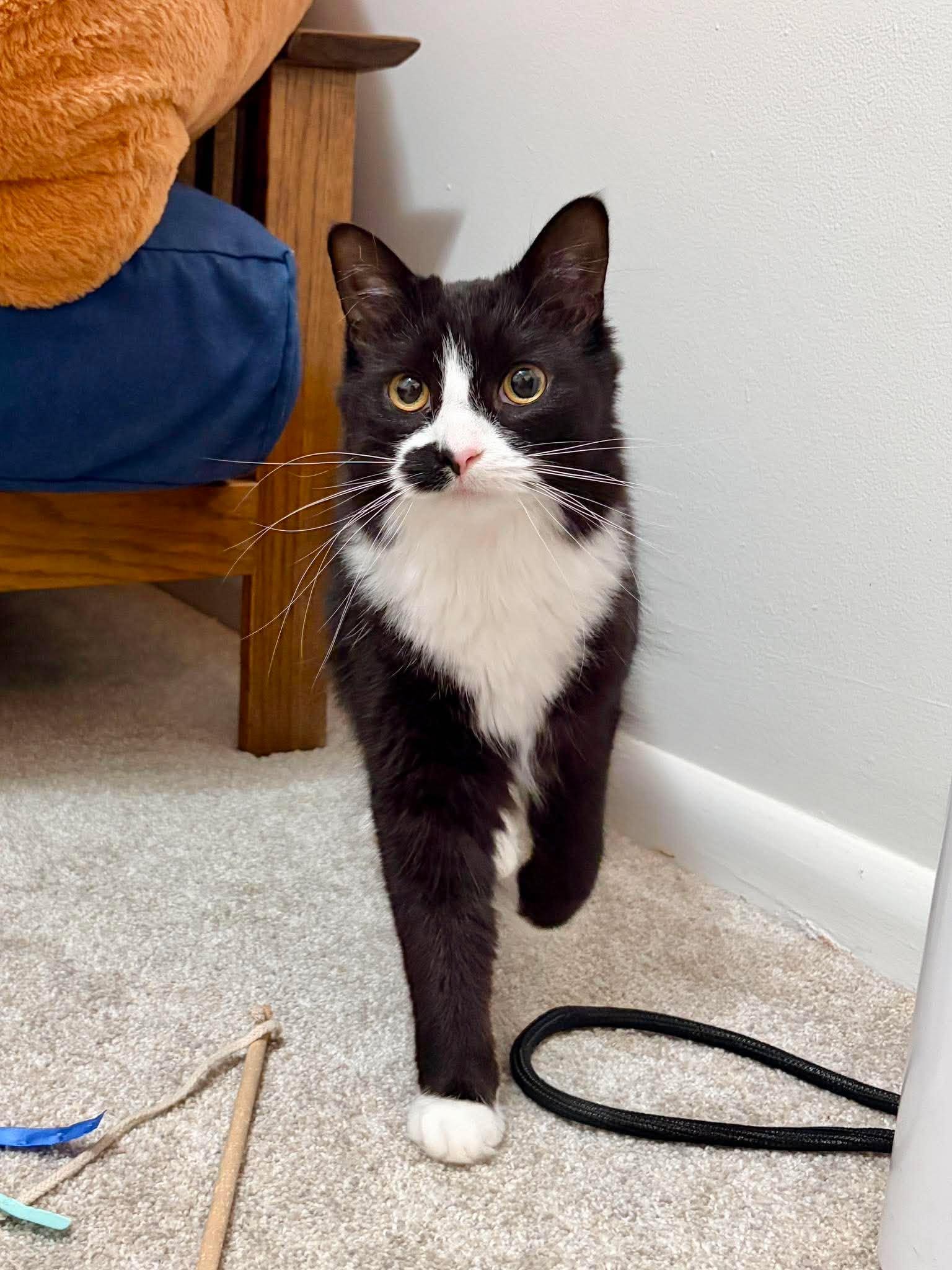 Yin, a ADOPTABLE mixed breed in East Lansing, MI image 5/6