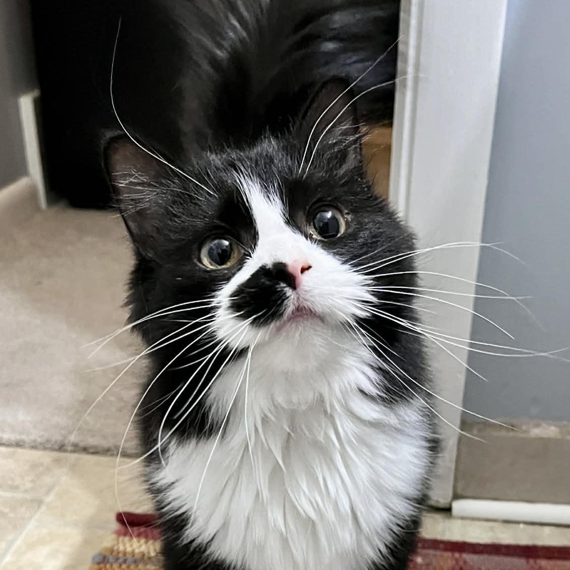 Yin, ADOPTABLE, Young Female Domestic Long Hair & Maine Coon.