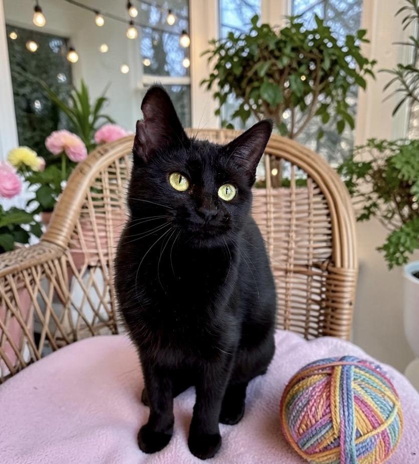 Enlarge Doreen, an adopted Domestic Short Hair in Perry, IA image 2/3