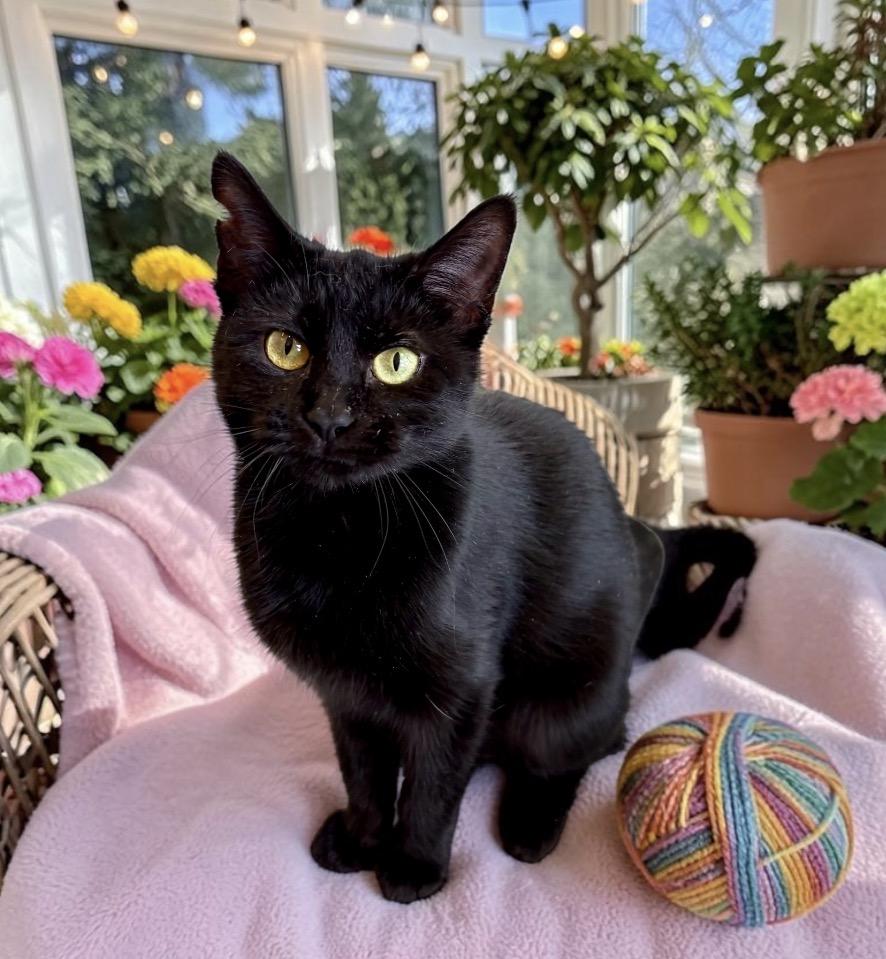 Enlarge Doreen, an adopted Domestic Short Hair in Perry, IA image 3/3