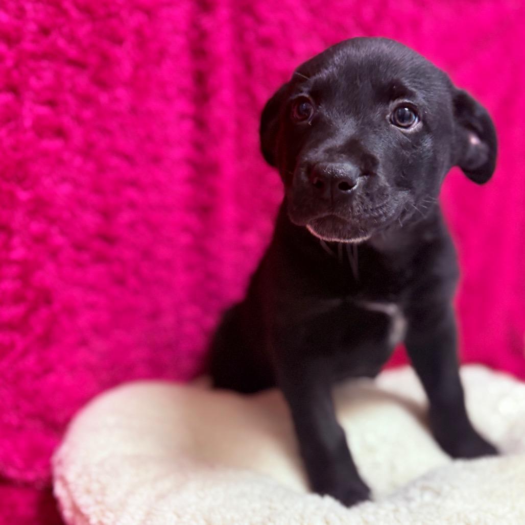 Memphis , an adoptable mixed breed in Fenton, MI image 3/3