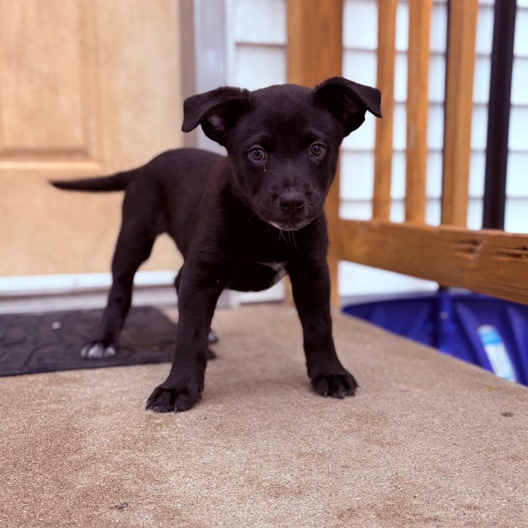 Memphis , an adoptable mixed breed in Fenton, MI image 1/3