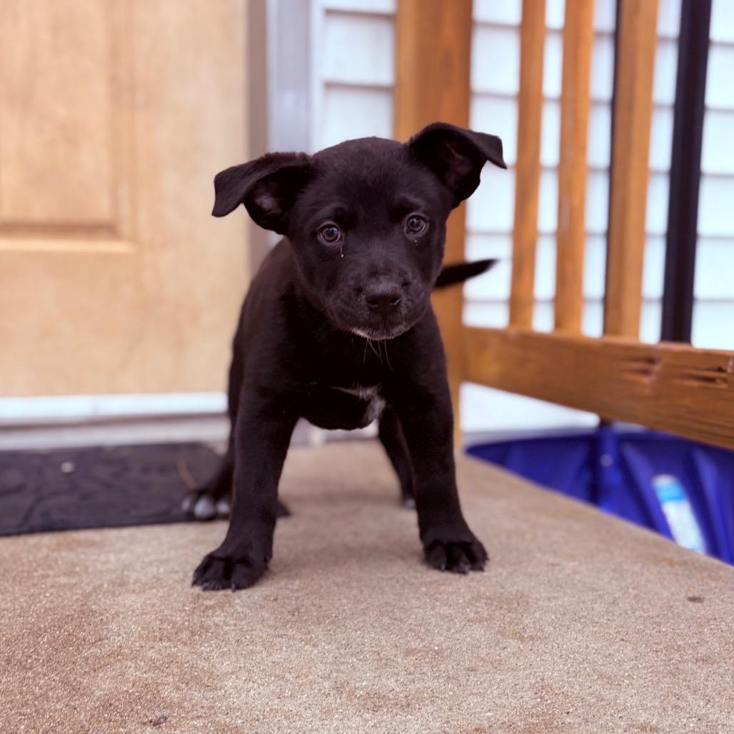 Memphis , an adoptable mixed breed in Fenton, MI image 2/3