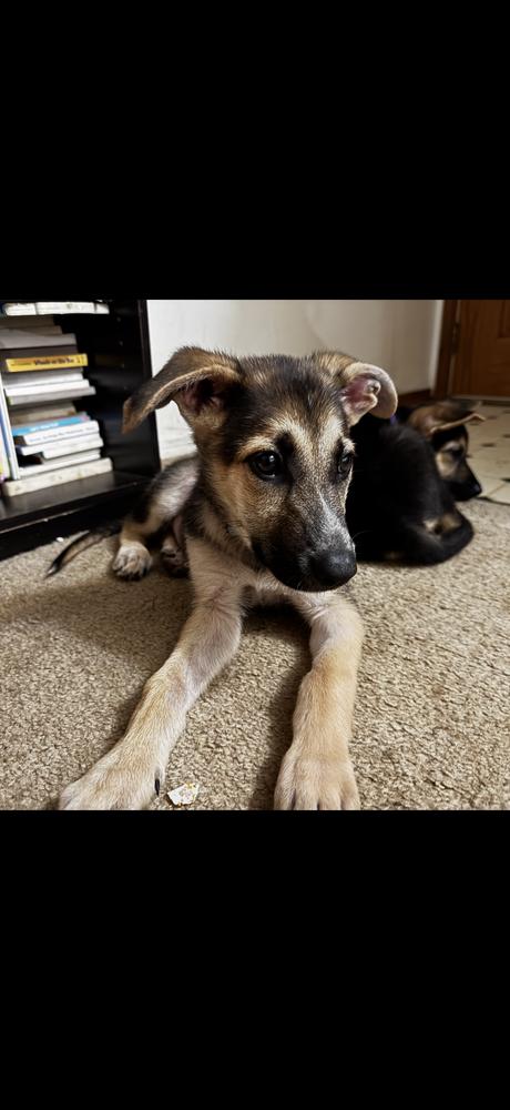Crow, Adoptable, Puppy Female German Shepherd Dog.