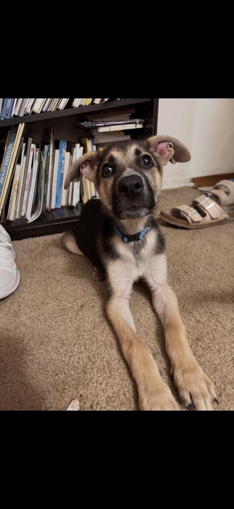 Enlarge Crow, a Adoptable mixed breed in Vancouver, WA image 2/3
