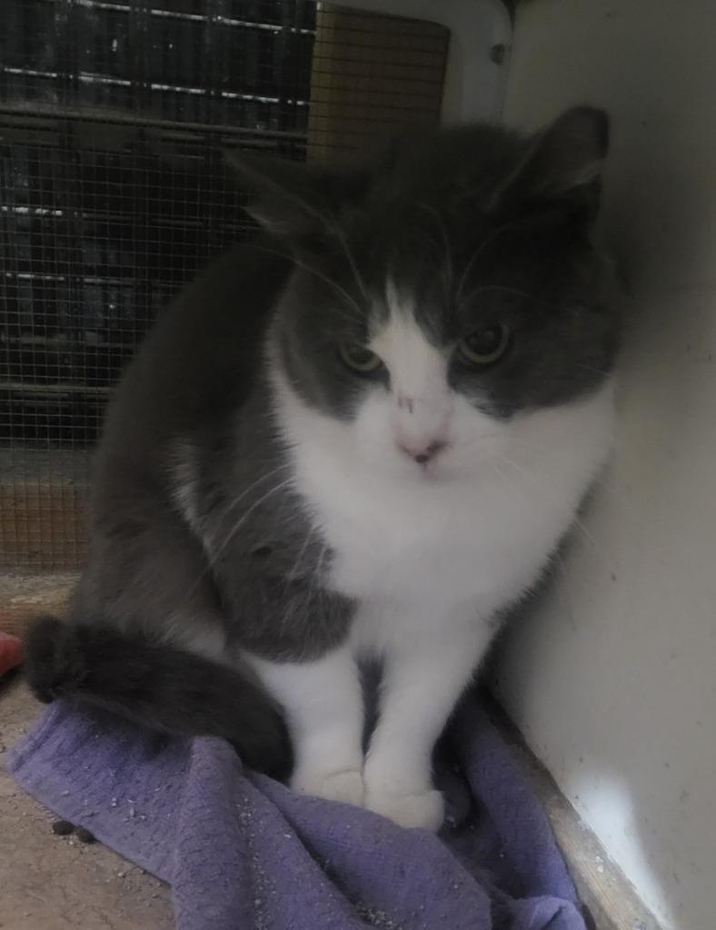 Carl, a Adoptable mixed breed in St. Louis, MO image 2/2