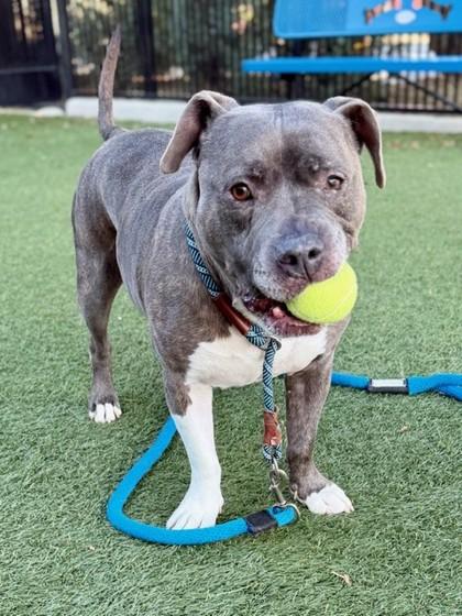 Tank, a Adoptable mixed breed in Roseville, CA image 2/3