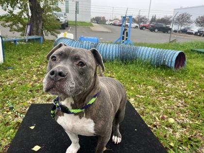 Enlarge Tank, a Adoptable mixed breed in Roseville, CA image 1/2